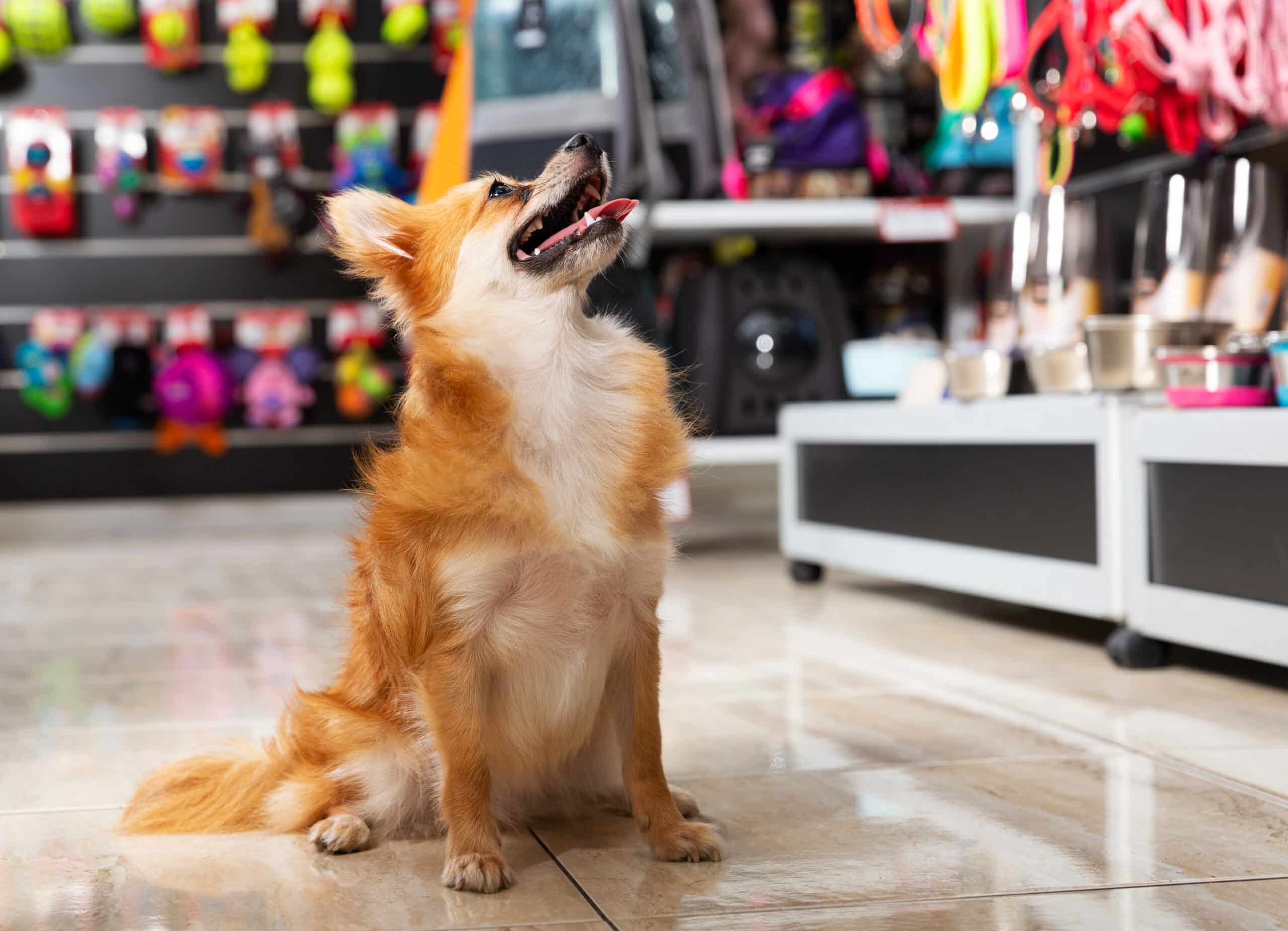 Pet stores near The Freehand